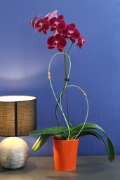 Orchidée