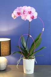 Orchidée Rosi