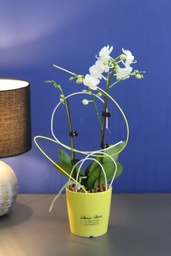 Orchidée White